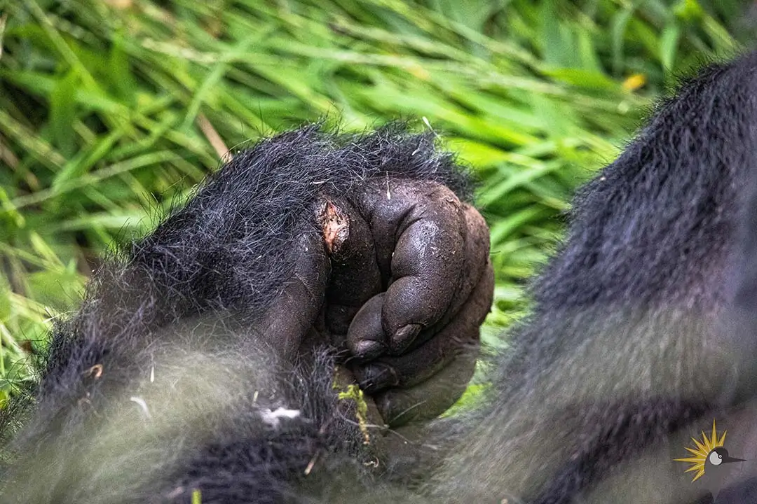 gorilla injured hand